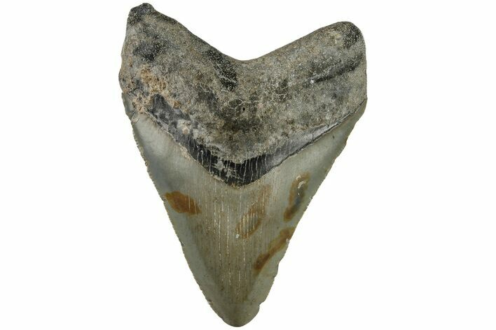 Fossil Megalodon Tooth - North Carolina #200674